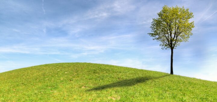 meditazione dell'albero