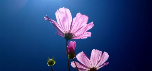 meditazione guidata del fiore