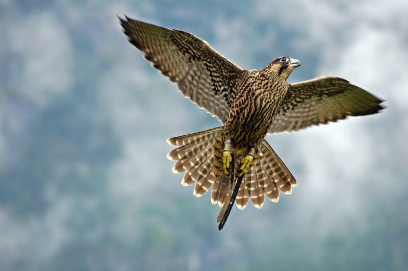 Alexander Kuchar, Falcon flying